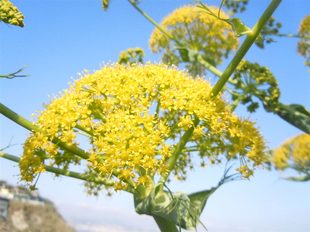 Ferula communis / Ferula comune